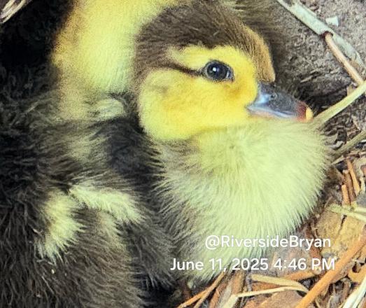 Close up of a newly hatched muscovy duckling sitting in a nest.