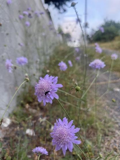 I took this photoof wildflowers  and somehow it looks like Icaptured a moment  between two timeless