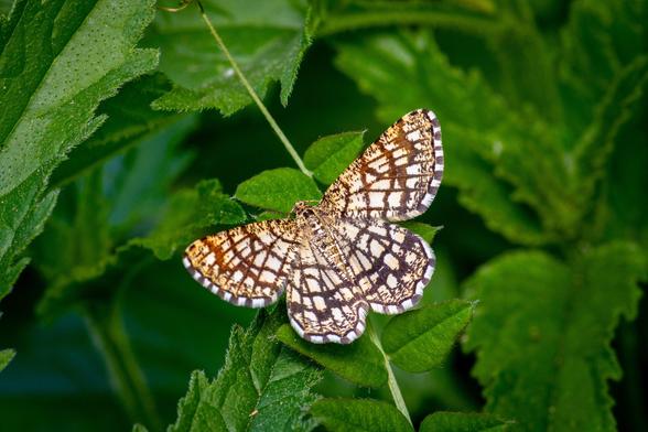 The latticed heath is a moth of the family Geometridae. In this rather variable species the background colour of the wings varies from yellowish to white, with a network of brown lines (hence its common name). These lines vary in thickness and sometimes the wings are almost entirely dark brown.
Here, it's resting on reach green folliage.