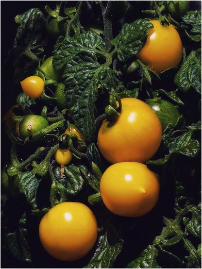Gelbe Tomaten unterschiedlicher Größe an dunkelgrünem Blattwerk, dazwischen grüngelbe, unreife Tomaten im Sonnenschein
