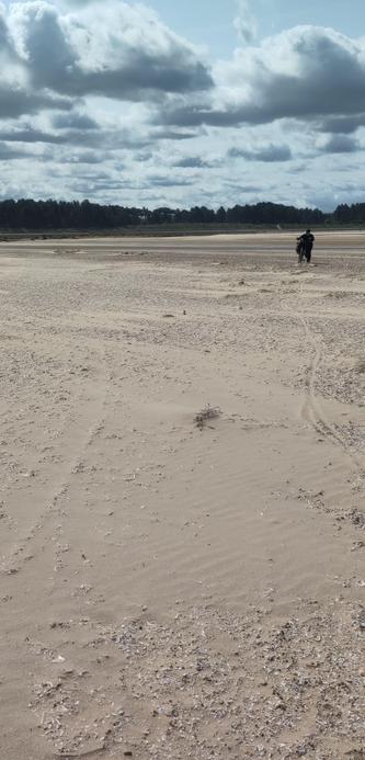 Stinketeppich auf Sand
