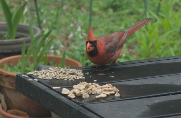 A male cardinal eats sunflower seeds on a table on my deck.