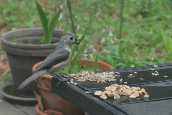 A tufted titmouse eats sunflower seeds on a table on my deck.