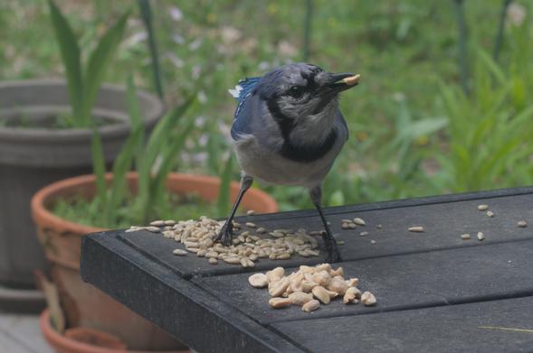A blue jay eats peanuts on a table on my deck.