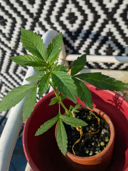 pictured a small 7-8 inch cannabis plant