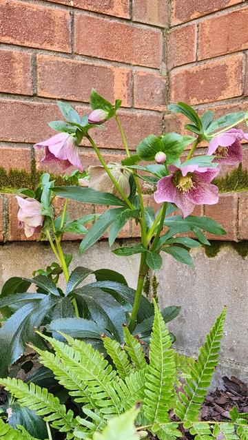 Pink hellebores bloom against a backdrop of brick and ferns.