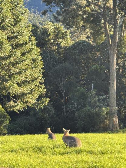 Two wallabies sitting in long grass on a sunny slope. In the background is forest.