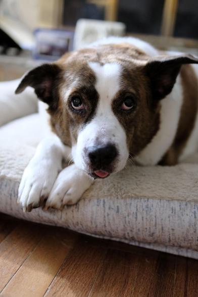 A white and brown dog lying on his white bed with his front paws aligned, looking at the camera with a blep