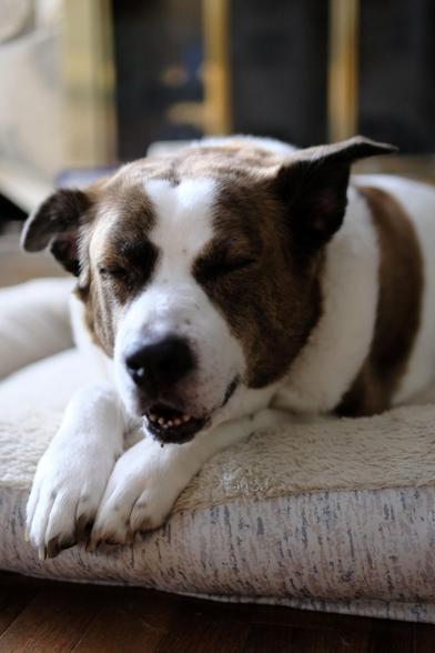 A white and brown dog lying on his white bed with his eyes closed