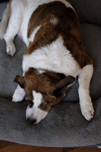 A vertical shot from above of a white and brown dog  resting his chin on the edge of his blue bed