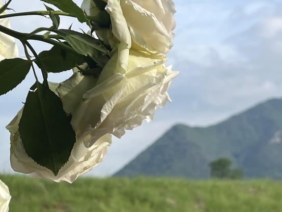 White roses with dike and mountains in background