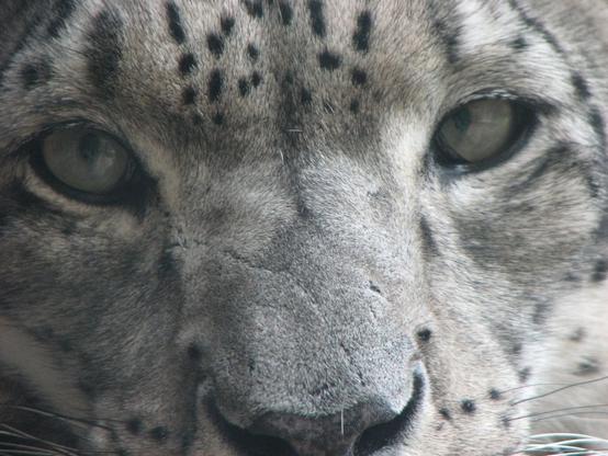 A picture of a snow leopard.
