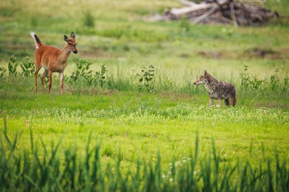 A photo of a female white-tailed deer (Odocoileus virginianus) confronting a coyote (Canis latrans) that stands facing her in a lush green meadow filled with grasses and wildflowers.