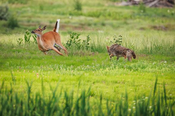 A photo of a female white-tailed deer (Odocoileus virginianus) running away with her tail high as a coyote (Canis latrans) moves toward her in a lush green meadow filled with grasses and wildflowers.
