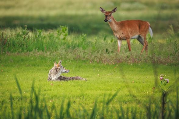 A photo of a coyote (Canis latrans) laying in the grass of a green meadow with its head turned over its back looking toward a female white-tailed deer (Odocoileus virginianus) standing behind it to the right watching it.