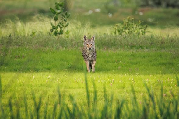 A photo of a coyote (Canis latrans) walking toward the camera in a green grassy meadow.