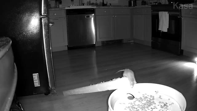 home camera night vision screenshot. shows an annoyingly clever mouse with too much situational awareness, peering at some dog food baiting my DIY mousetrap bucket setup, undoubtedly mocking me.
