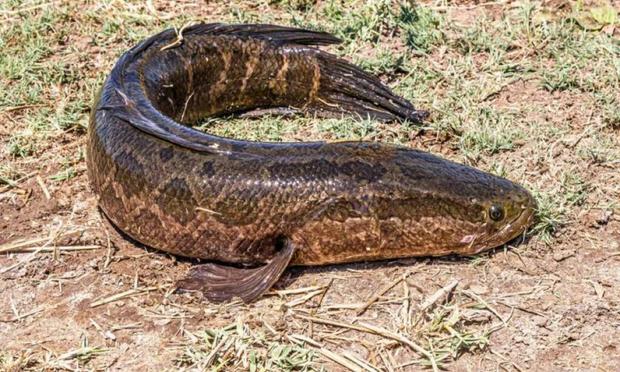 Pez cabeza de serpiente (EFE)