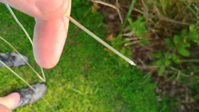 A hand holding a broken fly line over a backdrop of green plants