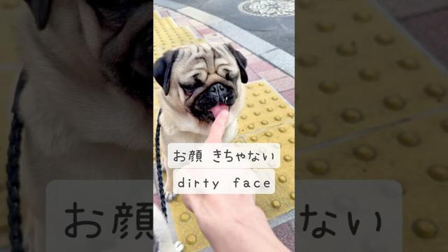 [PUG] すぐ汚してくる奴がいる (There is one boy who gets dirty easily)