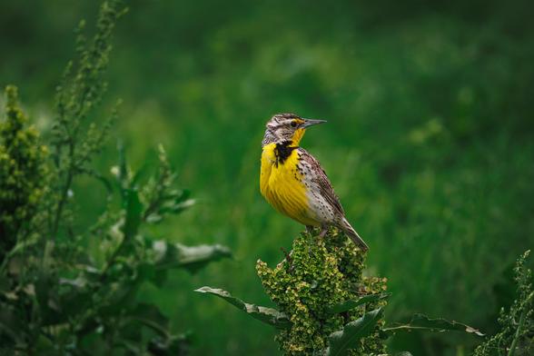 A photo of a western meadowlark (Sturnella neglecta) perched on a large green flowering plant in a field with a vibrant green background at dusk. It is facing left and looking over its shoulder to the right. It is a medium-sized bird with a bright yellow chest and stomach, white and brown streaks on its upper body, and a black marking on its neck.