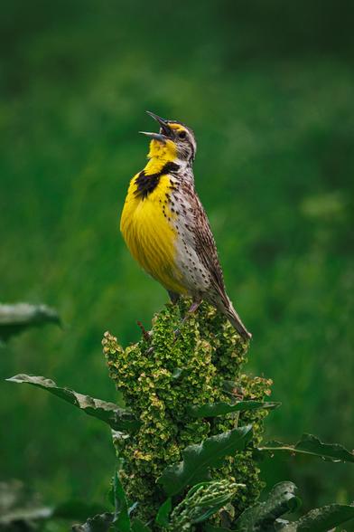 A photo of a western meadowlark (Sturnella neglecta) perched on a large green flowering plant in a field with a vibrant green background at dusk. It is mid-song with its beak wide open, facing left. It is a medium-sized bird with a bright yellow chest and stomach, white and brown streaks on its upper body, and a black v-shaped marking on its neck.