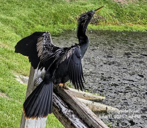 Unusual black water bird perched on a fence next to a pond.