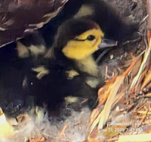 Tiny baby muscovy duckling resting next to mama in a nest full of new ducklings.