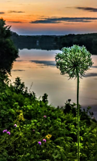 On the wooded shoreline of a large lake looking across a thicket of lush greenery and wildflowers. A white allium towers over the other flowers, facing away from us towards the lake and the sunset. It is a muted gold and orange sunset with streaky gray clouds.