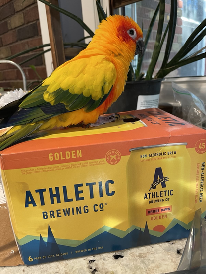 Our Sun Conure, Tilly, sitting on top of a box of Athletic Brewing Company beer. Tilly is red/orange/yellow/green/blue, and the box is orange/yellow/green/blue, so they are pretty well color-matched.