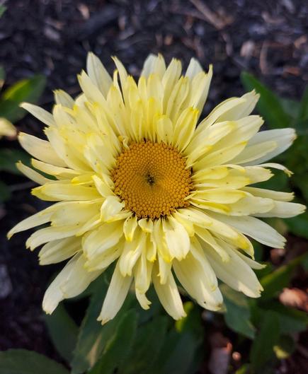 Top view of a daisy. White petals with yellow center.