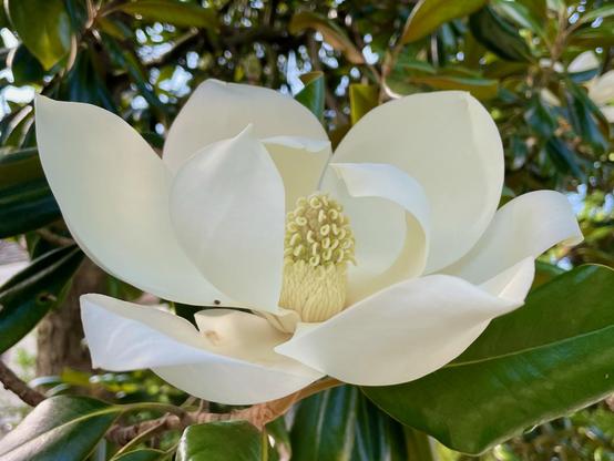 A large white magnolia flower in full bloom with creamy white petals surrounding a prominent pale yellow center cone filled with stamens. The flower is set against glossy dark green magnolia leaves and is photographed in natural daylight.