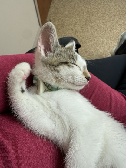 My 8 week old tabby harlequin kitten sleeping in the crook of my arm with her little paw curled near her face