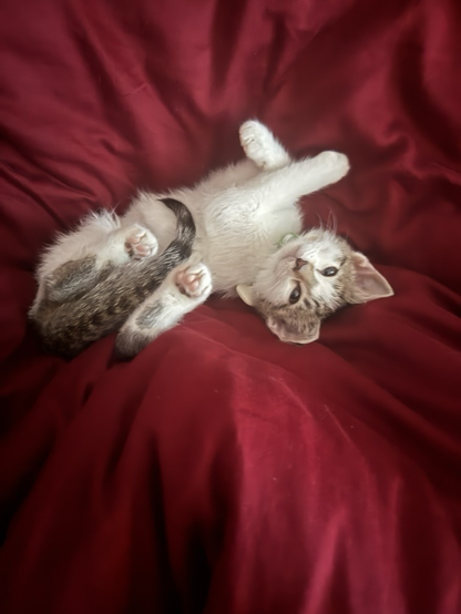 Kiki playing on her back showing off her cute toe beans