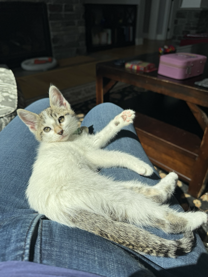 Kiki lounging on my lap in a sunbeam from the window.