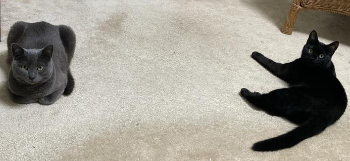 Grey cat Magicpuss.  Black cat Chromapuss.  

Magic is loaf shaped.  Chroma is shrimp shaped.