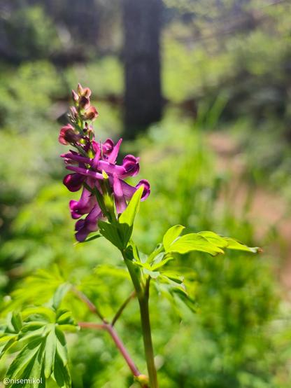 Purple wildflower with elongated petals and green leaves on a slender stem, set against a blurred background of lush greenery and soft-focus sunlight.