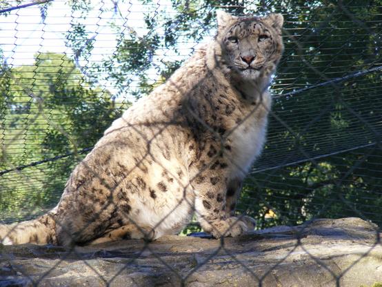 A picture of a snow leopard.
