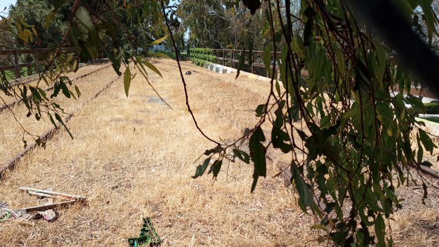 weedgrown tracks on the deck of the bridge