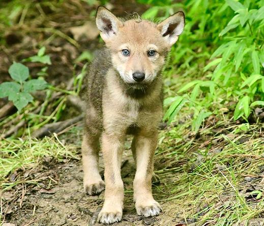 very young very endangered red wolf pup in the outdoors
 at The Museum of Life and Science, in Durham North Carolina