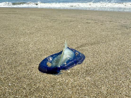 A brilliant deep blue velella velella on the sand. These are strange creatures similar to Portuguese Man o’ Wars. It has a flat blue bottom with a clear (almost plastic looking) vertical fin that acts as a sail.