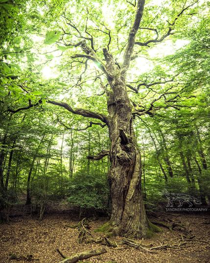 A towering, ancient oak tree stands at the centre of a dense green forest in Mörfelden, Germany. Its thick, gnarled trunk is deeply textured with age, while sprawling branches reach skyward through a vivid canopy of green leaves. Light filters softly through the foliage, bathing the forest floor in a golden glow. The base of the tree is surrounded by roots and scattered leaves, evoking a sense of timeless natural majesty.