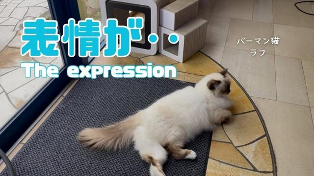 バーマン猫ラフとガブ【表情が‥】The expression（バーマン猫）Birman/Cat