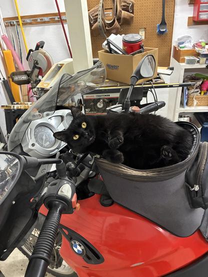 A fairly close photo of the tank, handlebars, dashboard, and windscreen of a fairly modern red BMW motorcycle. The setting appears to be the inside of a moderately cluttered garage: a Craftsman table saw and miter saw can be seen along the wall, as well as a brown tool belt and various boxes of things. Anyway. Clipped onto the motorcycle's tank is a roughly cylindrical black nylon container, in which a black cat with orange eyes reclines: paws, belly, and face toward the viewer, as if it were the most comfortable lap in the house.