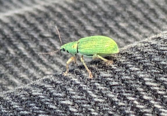 A shiny bright green weevil, in a standard weevil shape. It has a very modest schnoz.