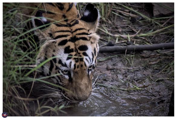 a close up of a tiger's head as she is drinking water from a puddle. you can see some grass on the left, and mud and more grass on right of her head. there's a small patch of water at bottom third of the the photograph.