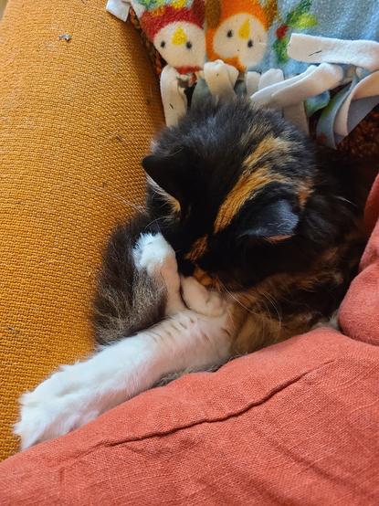 same cat as in previous photo in a similar position except she has covered her face with 1 white paw, while the other is stretched out along the pillow.