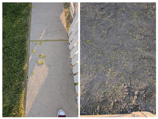 Collaged photos of dirt, grass, and sidewalk covered in tree pollen.