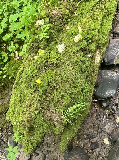 An old tree trunk that fell into the creek is now evenly covered in a layer of vivid moss, contrasting with the stones below it.
