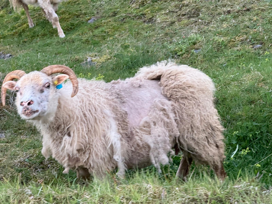 A horned sheep with a partially shorn coat stands on green grass. It has a yellow ear tag and appears mad as hell, with another sheep visible in the background.